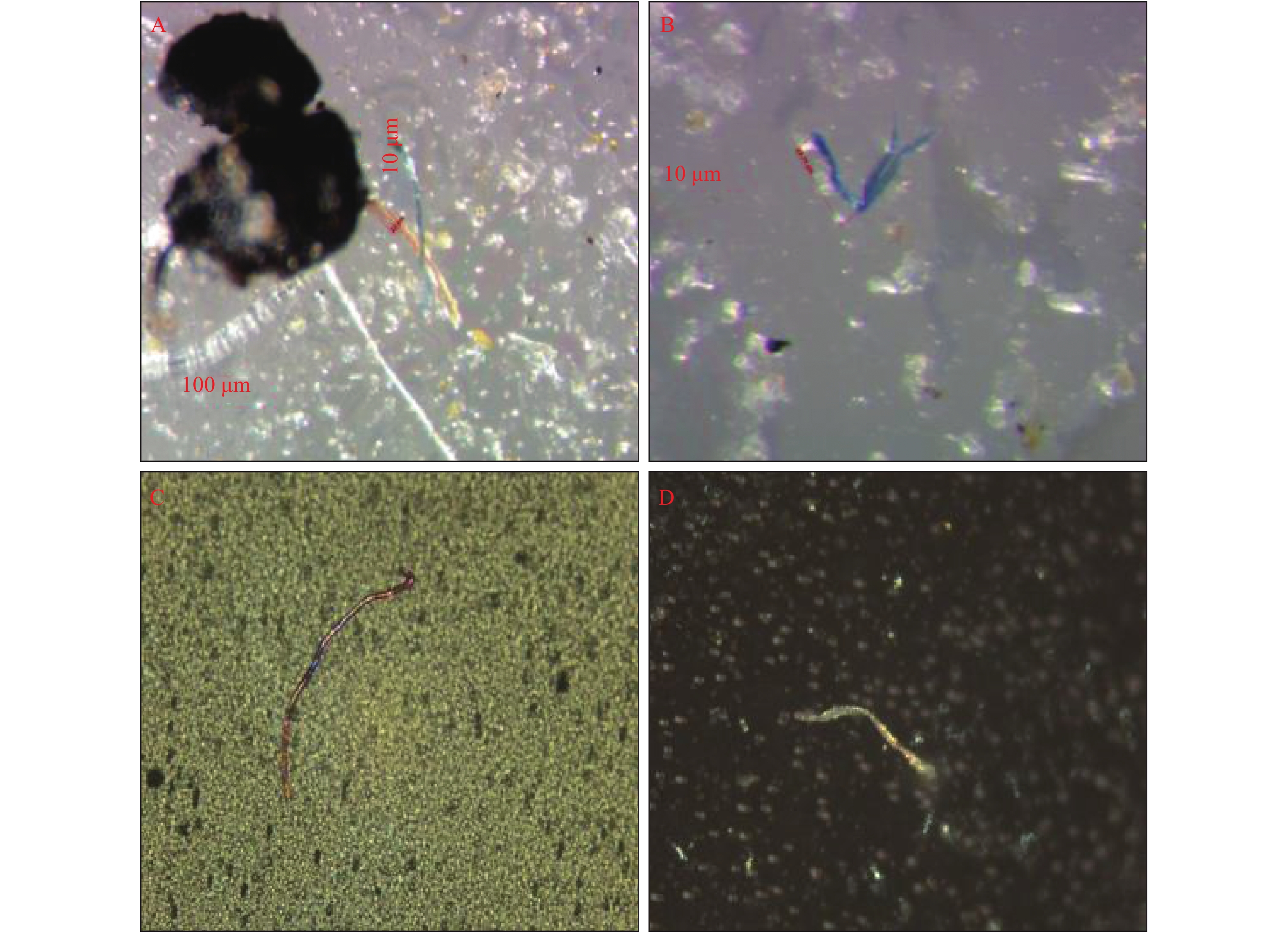 doi显微镜下的微塑料微塑料显微镜图片显微镜下的微塑料的图片微塑料